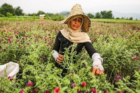 ایجاد نخستین «سایت الگویی گیاهان دارویی» برای زنان روستایی قزوین