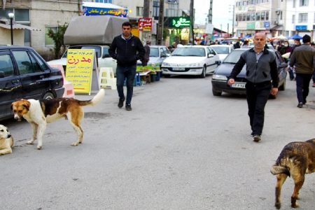 سگ های ولگرد بلای جان کودکان/زخم هایی که تا آخر عمر باقی می ماند