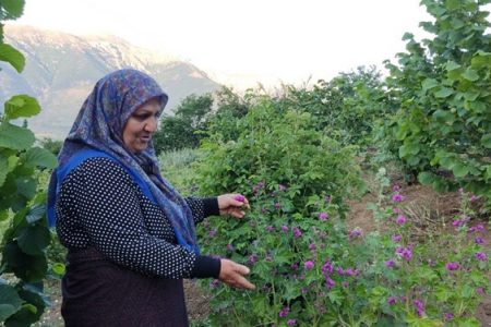 بانوی کارآفرین گیلانی که با کارگران خود شریک می‌شود