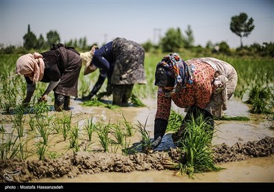ستون کشاورزی استان گلستان زنان کارگر هستند