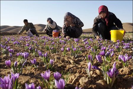  بیمه رایگان؛ حمایتی دیگر از زنان سرپرست خانوار روستایی