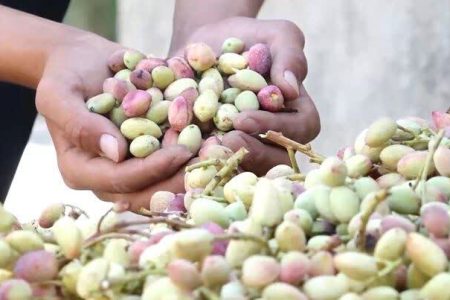 زوج روستایی لرستان که از دل خشک‌سالی، امید و خودکفایی رقم زدند