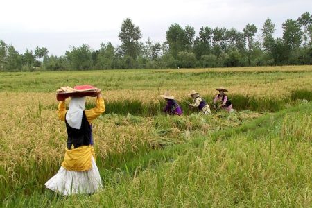 تسهیلاتی برای زنان کشاورز، راه اندازی ۴۵۰۰ صندوق خرد برای زنان